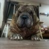 therealdogslife